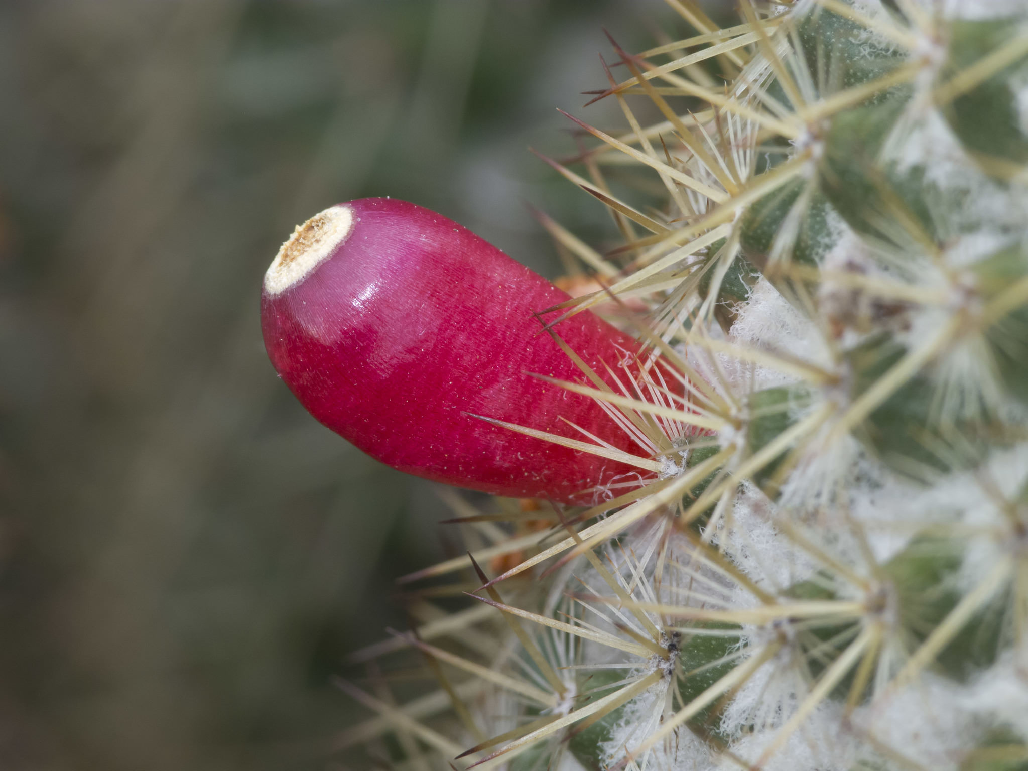 Mammillaria columbiana ssp. Columbiana
